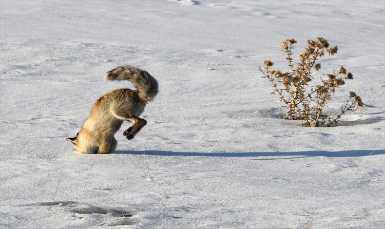 Aç kalan tilki fare avında - 10