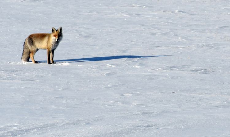 Aç kalan tilki fare avında - 13