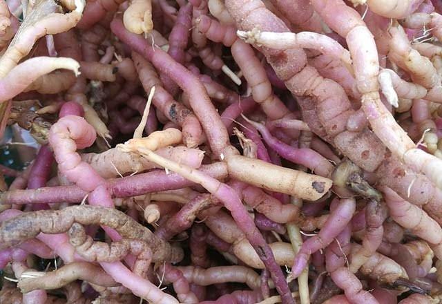 Geven otunun yararlarını biliyor musunuz? - 2