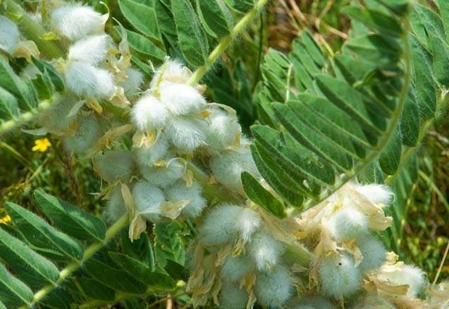 Geven otunun yararlarını biliyor musunuz? - 4