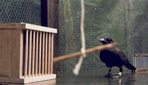 Karganın muhteşem zekası - 1