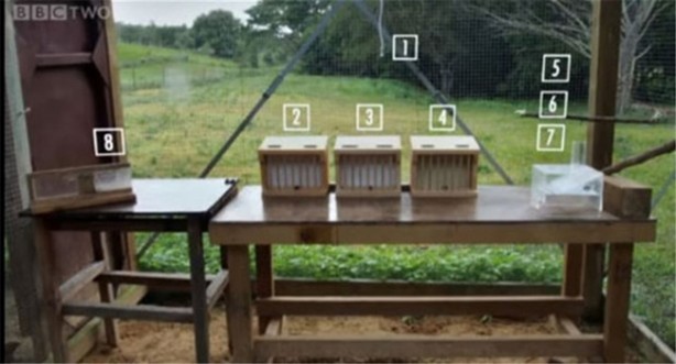 Karganın muhteşem zekası - 2