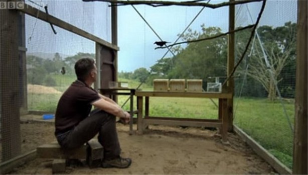 Karganın muhteşem zekası - 3