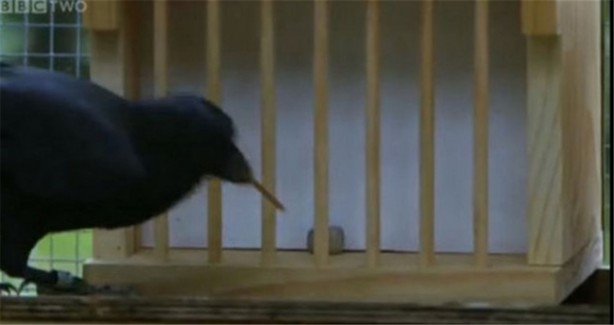 Karganın muhteşem zekası - 4