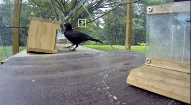 Karganın muhteşem zekası - 5