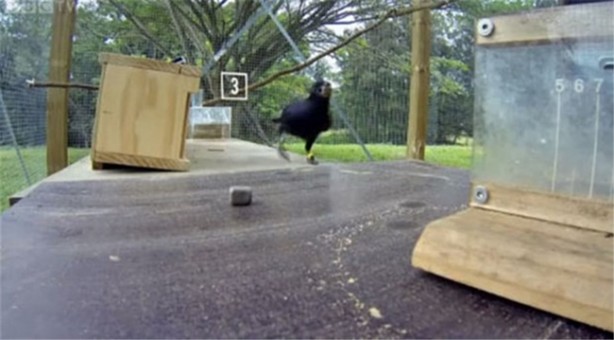 Karganın muhteşem zekası - 6