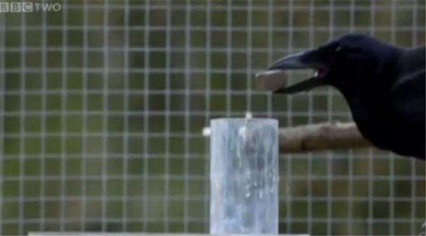 Karganın muhteşem zekası - 7