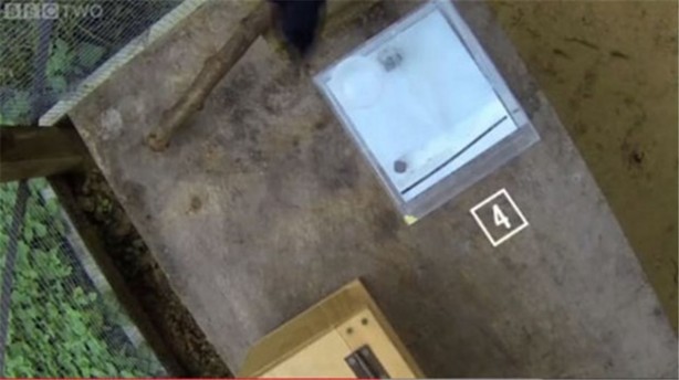 Karganın muhteşem zekası - 8