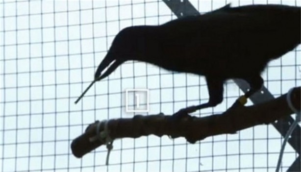 Karganın muhteşem zekası - 9