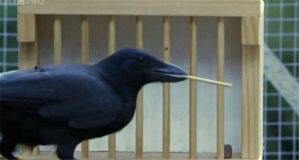 Karganın muhteşem zekası - 10