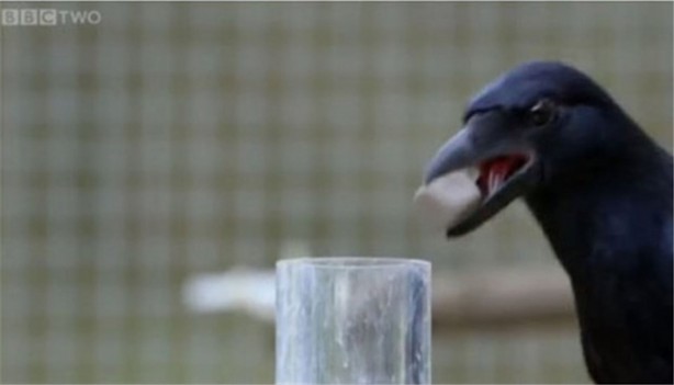 Karganın muhteşem zekası - 11