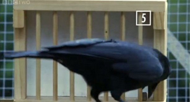 Karganın muhteşem zekası - 12