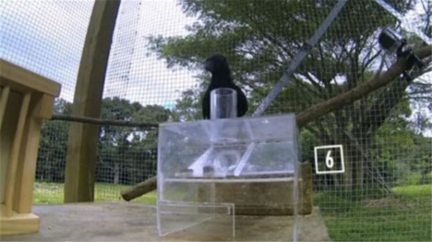 Karganın muhteşem zekası - 13