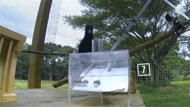 Karganın muhteşem zekası - 14