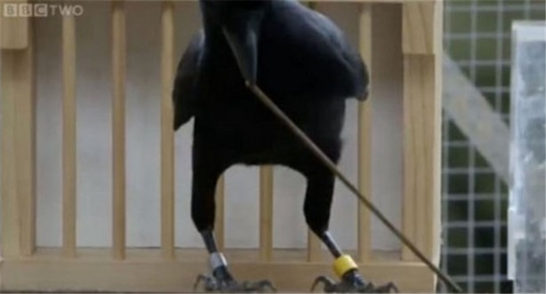 Karganın muhteşem zekası - 15