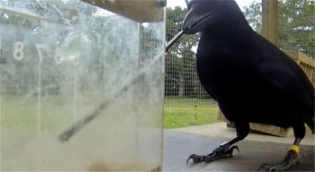 Karganın muhteşem zekası - 16