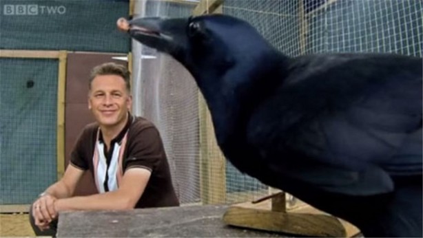 Karganın muhteşem zekası - 18