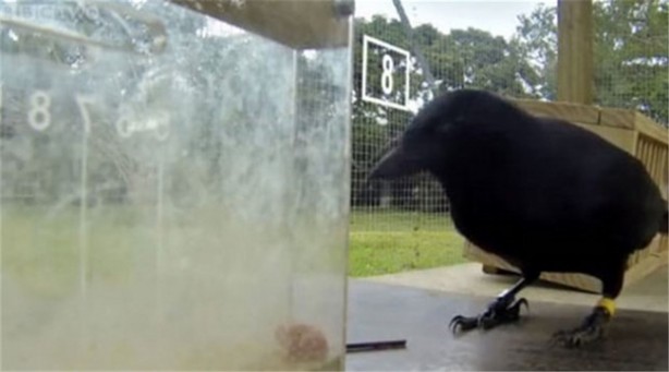 Karganın muhteşem zekası - 22