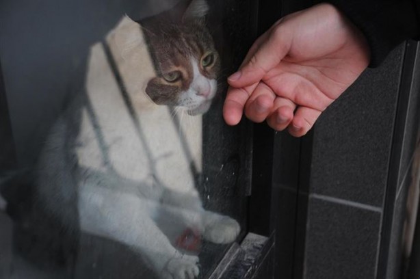 Dükkanda kilitli kalan kedi Yalova'yı ayağa kaldırdı - 2