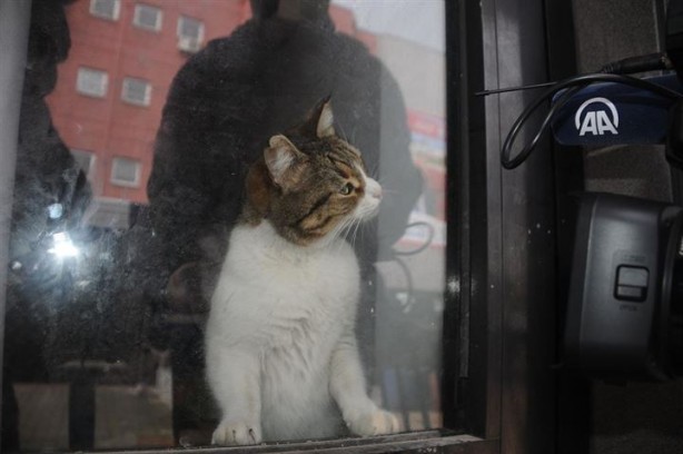Dükkanda kilitli kalan kedi Yalova'yı ayağa kaldırdı - 3