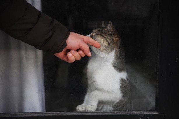 Dükkanda kilitli kalan kedi Yalova'yı ayağa kaldırdı - 4