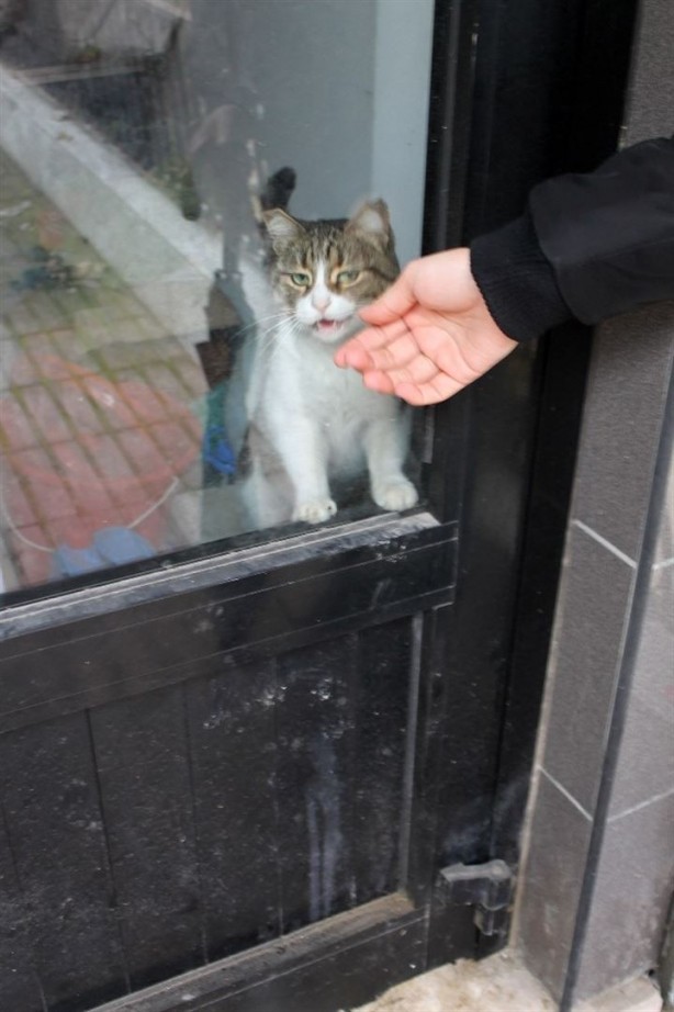 Dükkanda kilitli kalan kedi Yalova'yı ayağa kaldırdı - 8