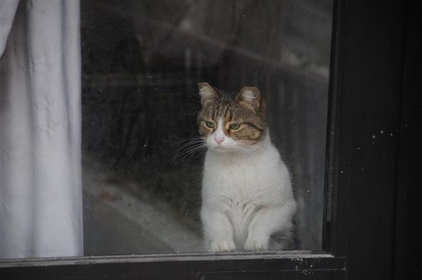 Dükkanda kilitli kalan kedi Yalova'yı ayağa kaldırdı - 10