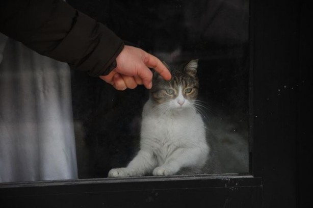 Dükkanda kilitli kalan kedi Yalova'yı ayağa kaldırdı - 12