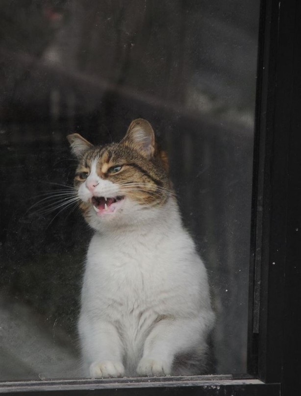 Dükkanda kilitli kalan kedi Yalova'yı ayağa kaldırdı - 13