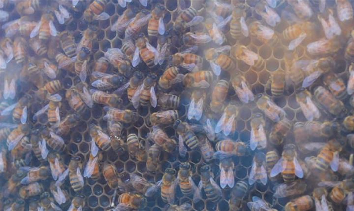 Oturma odasında arıcılık yaptıran sistem - 2