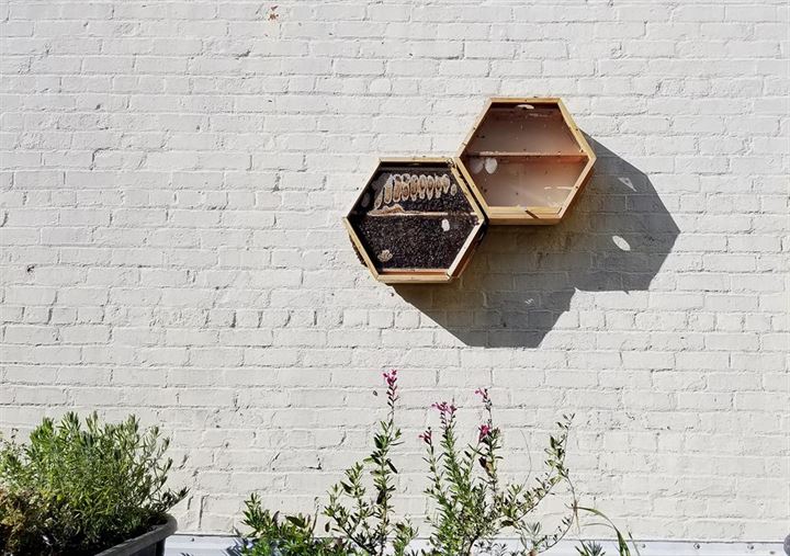 Oturma odasında arıcılık yaptıran sistem - 0