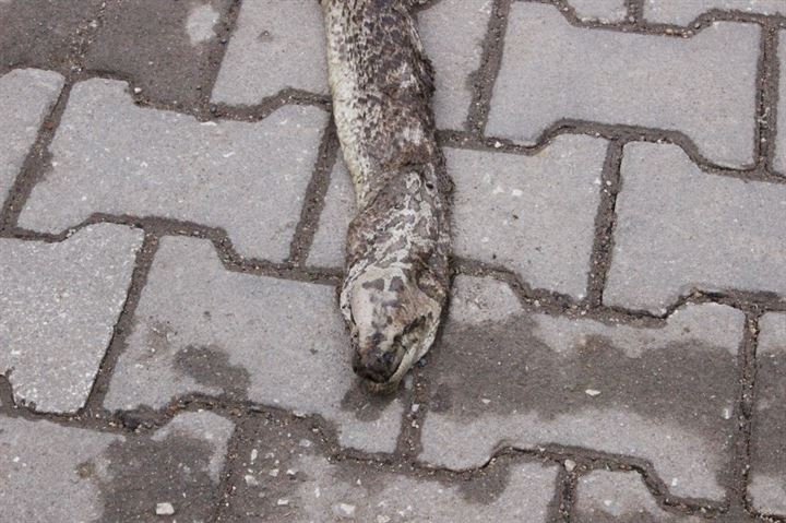 Tekirdağ’da dev yılan paniği - 4