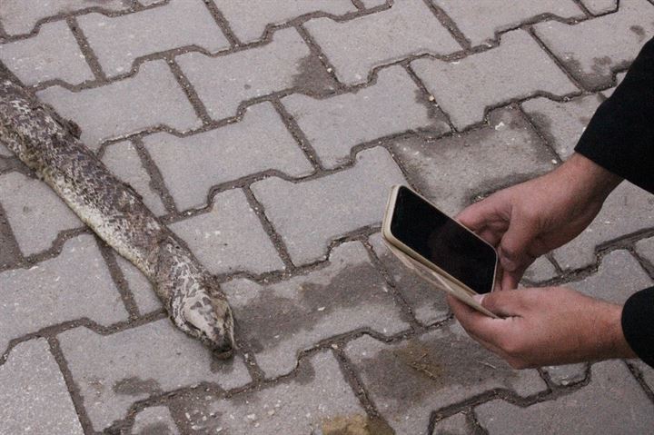 Tekirdağ’da dev yılan paniği - 5