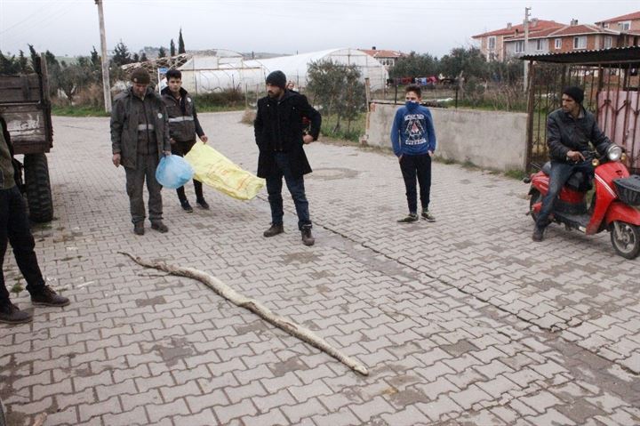 Tekirdağ’da dev yılan paniği - 6