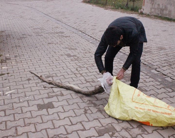 Tekirdağ’da dev yılan paniği - 8