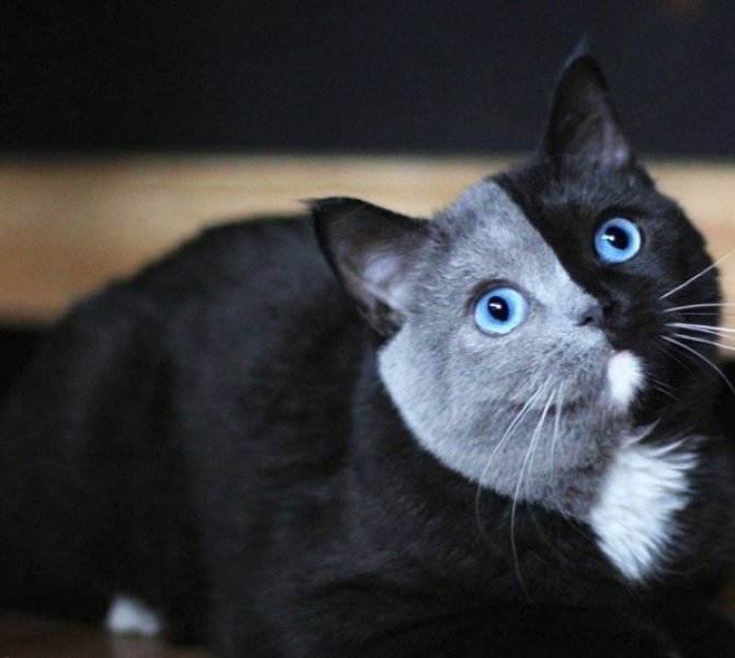 Çift yüzlü kedi Narnia internetin yeni gözdesi - 2