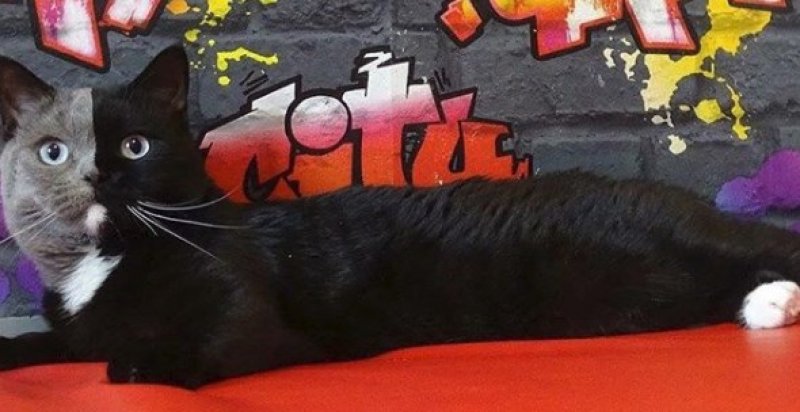 Çift yüzlü kedi Narnia internetin yeni gözdesi - 5