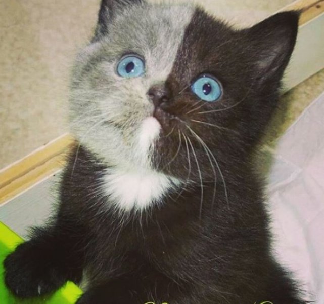 Çift yüzlü kedi Narnia internetin yeni gözdesi - 6