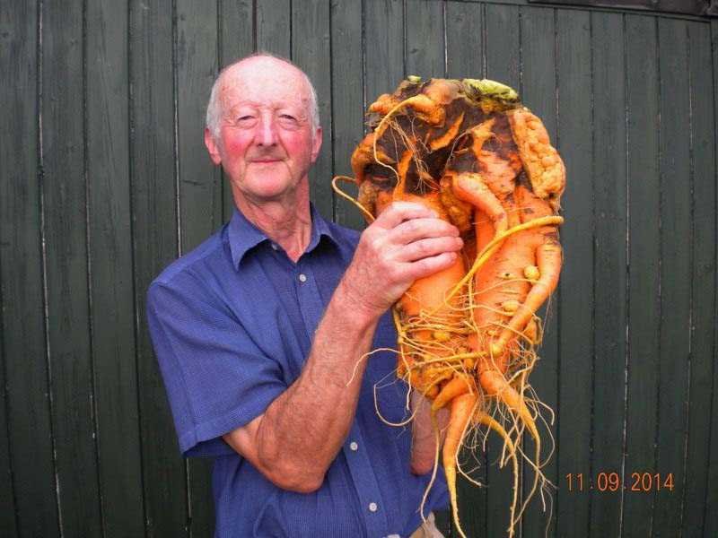 Dünyanın en büyük meyve ve sebzeleri - 0