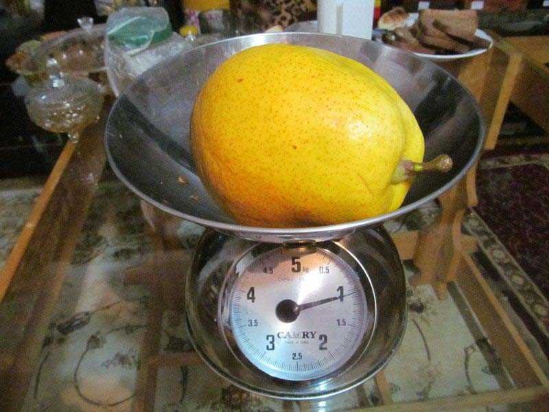 Dünyanın en büyük meyve ve sebzeleri - 0