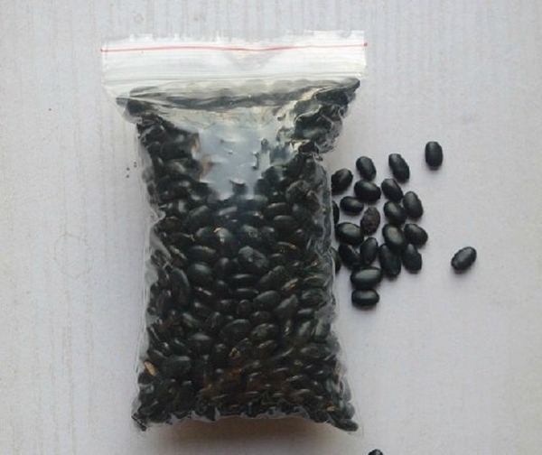 Siyah fasulye öyle faydalı ki! - 29