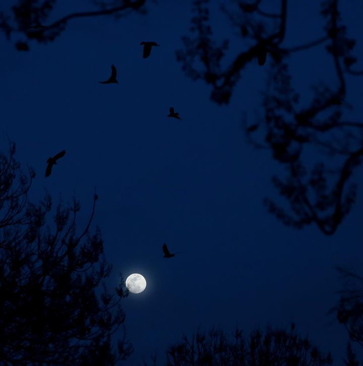 ’Süper ay’ kartpostallık görüntüler oluşturdu - 7