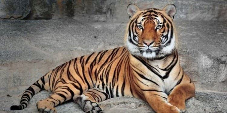 2018 senesinde soyu tehlikede olan 10 hayvan - 7