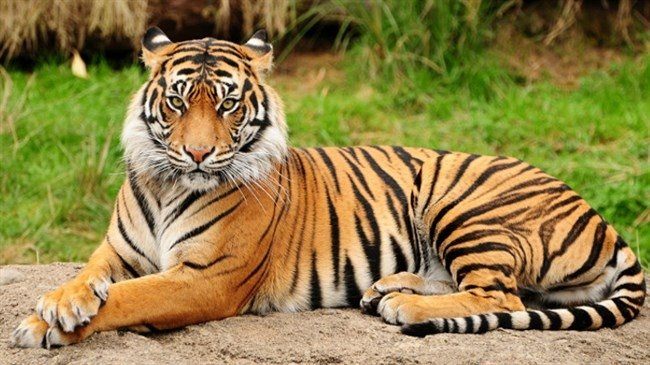 2018 senesinde soyu tehlikede olan 10 hayvan - 16