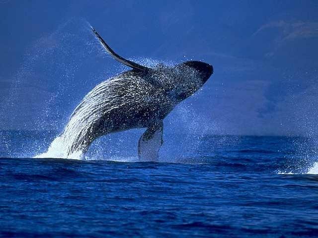 2018 senesinde soyu tehlikede olan 10 hayvan - 18