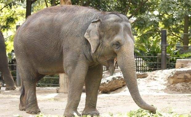 2018 senesinde soyu tehlikede olan 10 hayvan - 24