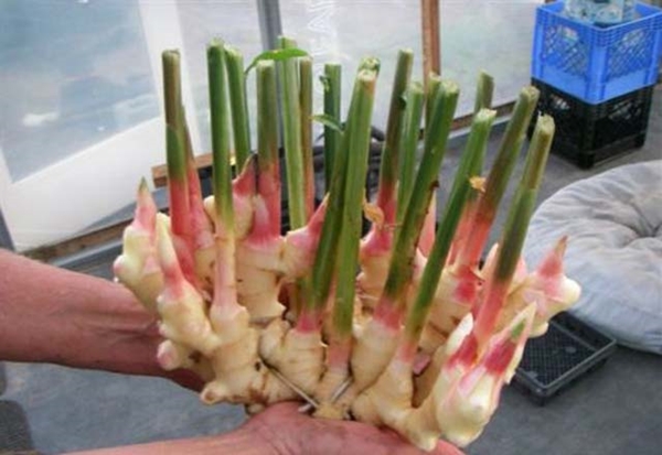 Zencefili evde kendiniz yetiştirin! - 1