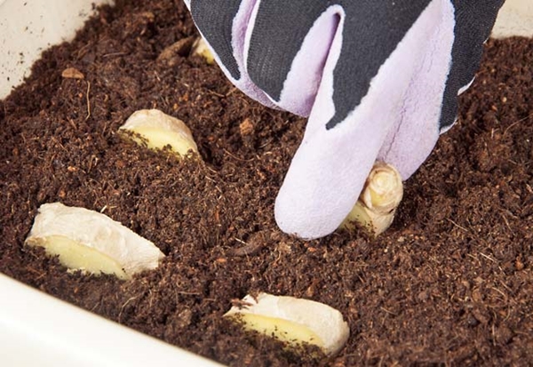 Zencefili evde kendiniz yetiştirin! - 2