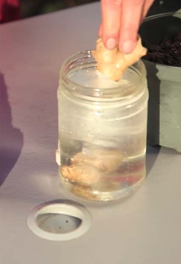 Zencefili evde kendiniz yetiştirin! - 3