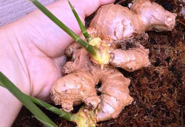 Zencefili evde kendiniz yetiştirin! - 4